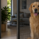 Pet-Resistant Flyscreens in Adelaide